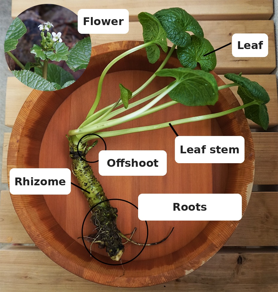 Diagram of wasabi plant parts: flower, leaves, leaf stems, offshoots, rhizome, and roots — a whole wasabi plant from Okutama, Tokyo